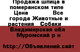 Продажа шпица в померанском типе › Цена ­ 20 000 - Все города Животные и растения » Собаки   . Владимирская обл.,Муромский р-н